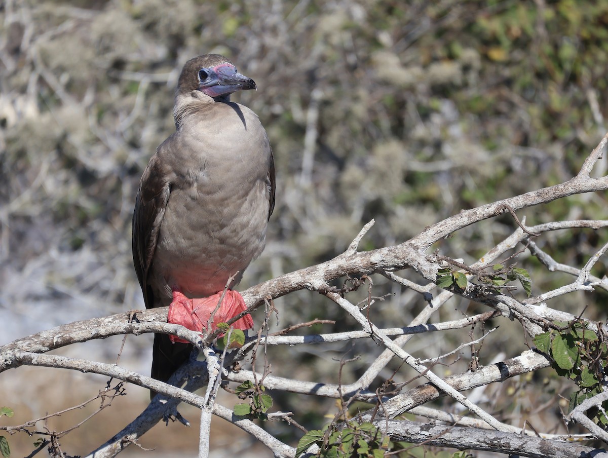 Red-footed Booby - ML621252262