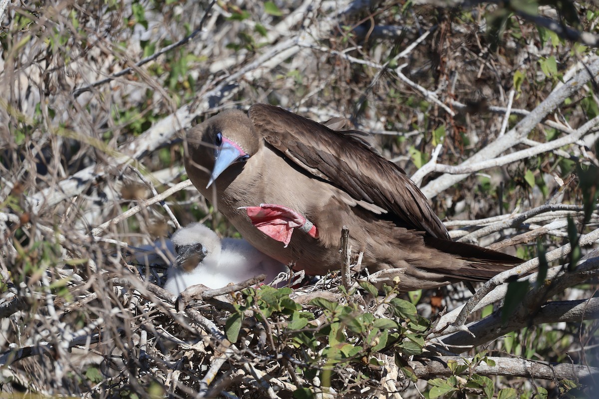 Red-footed Booby - ML621252263