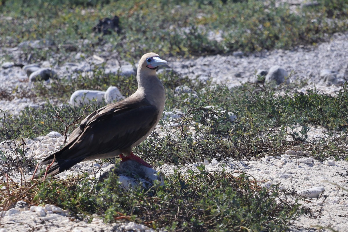 Red-footed Booby - ML621252264