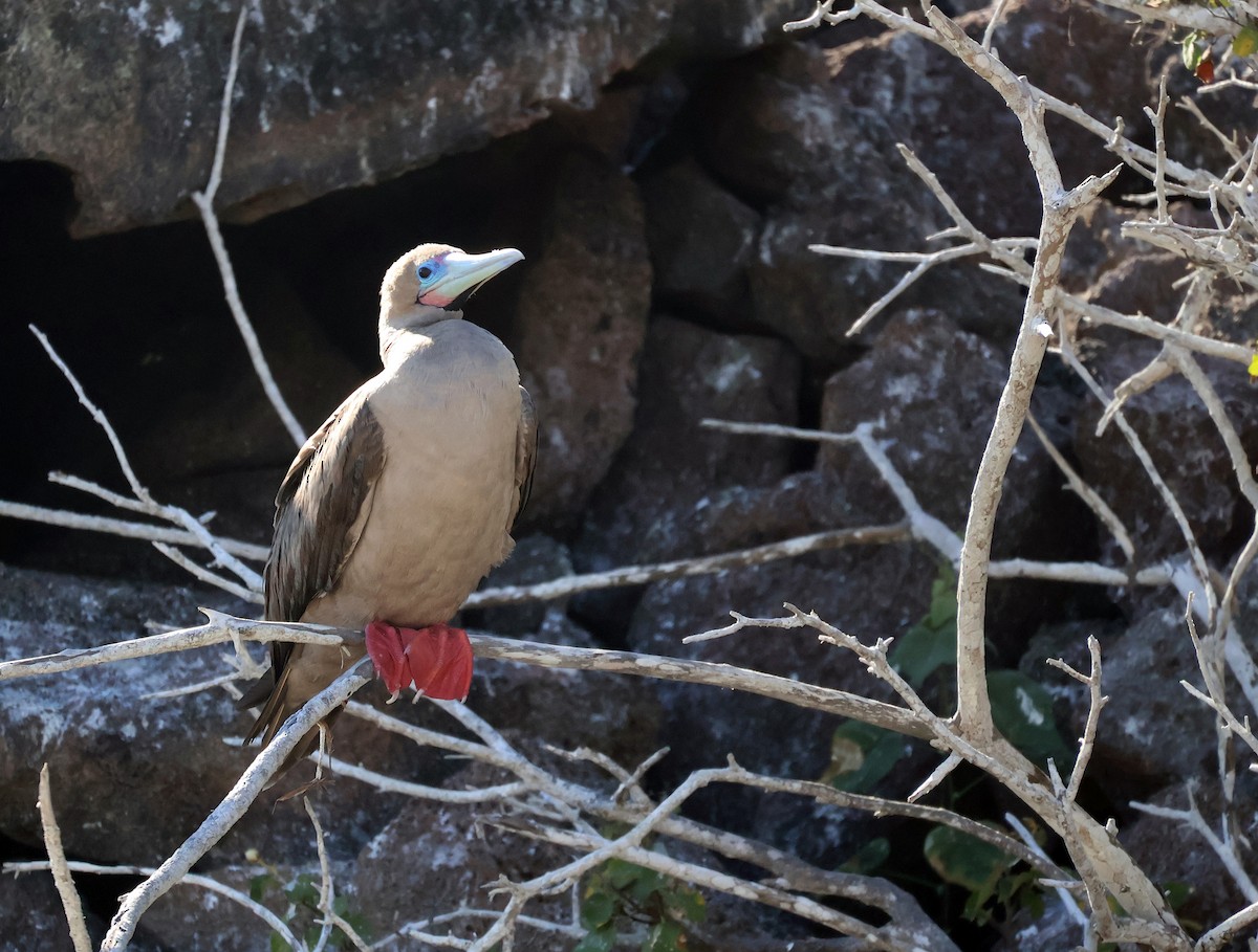 Red-footed Booby - ML621252265