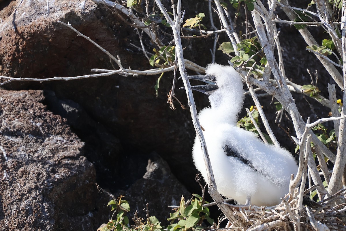 Red-footed Booby - ML621252266