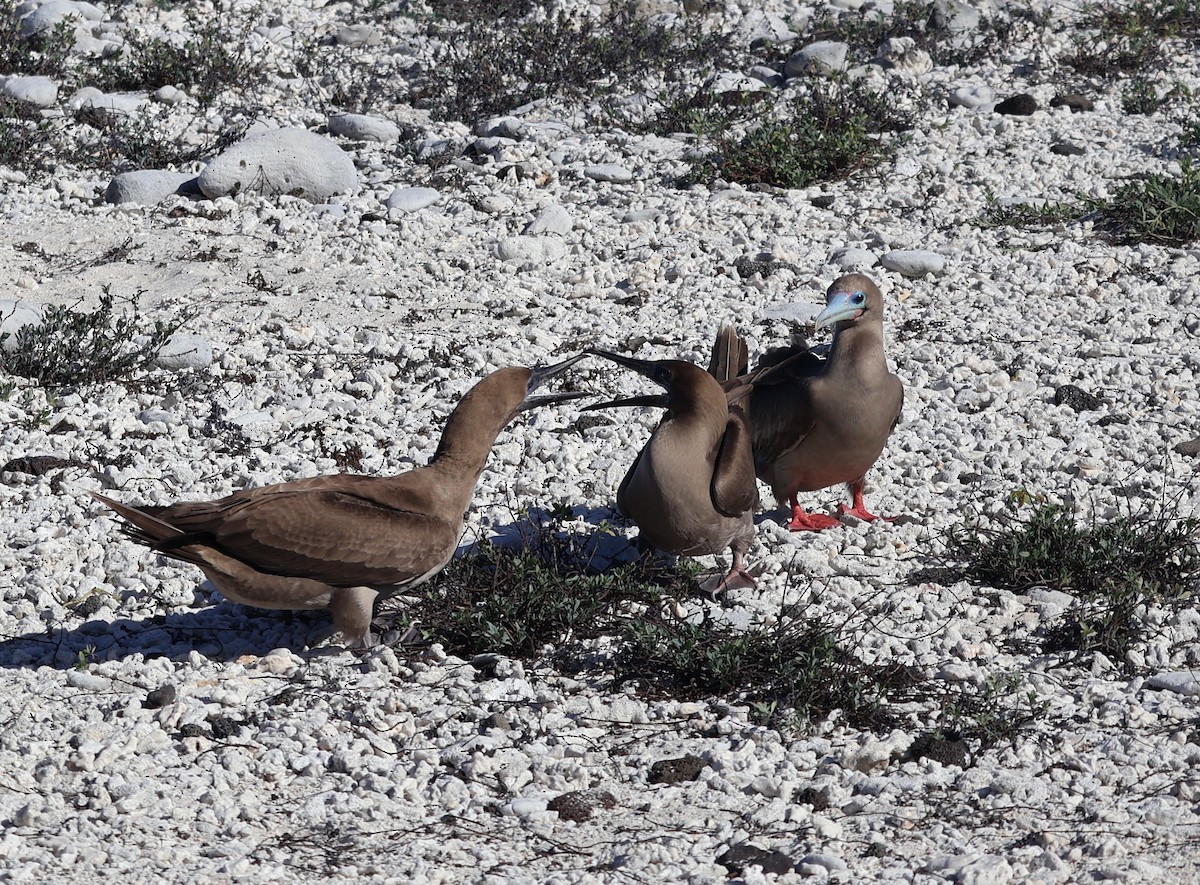 Red-footed Booby - ML621252268