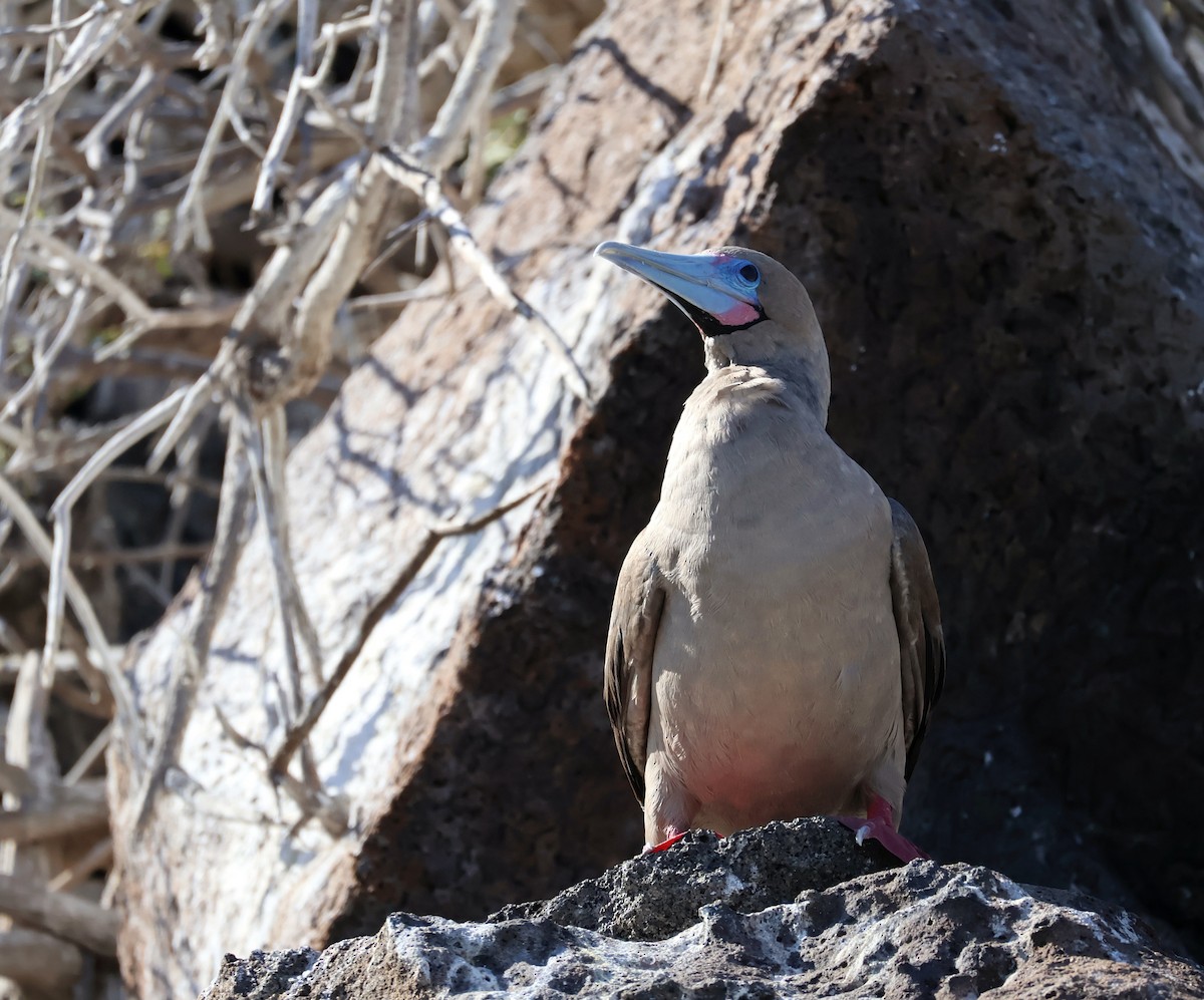 Red-footed Booby - ML621252269
