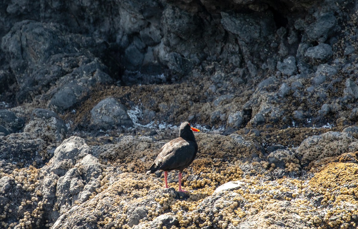 Variable Oystercatcher - ML621252278