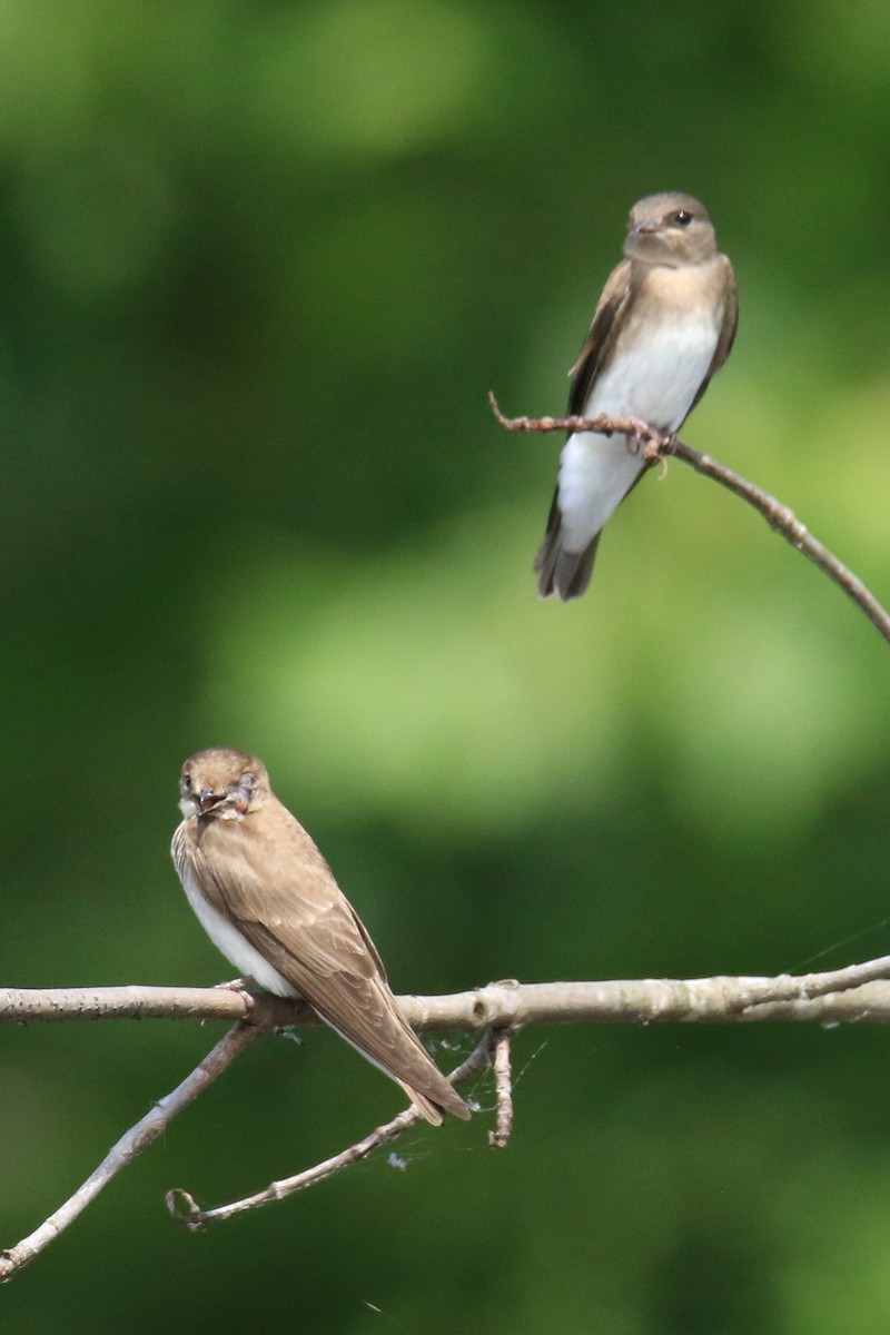 Northern Rough-winged Swallow - ML621252279