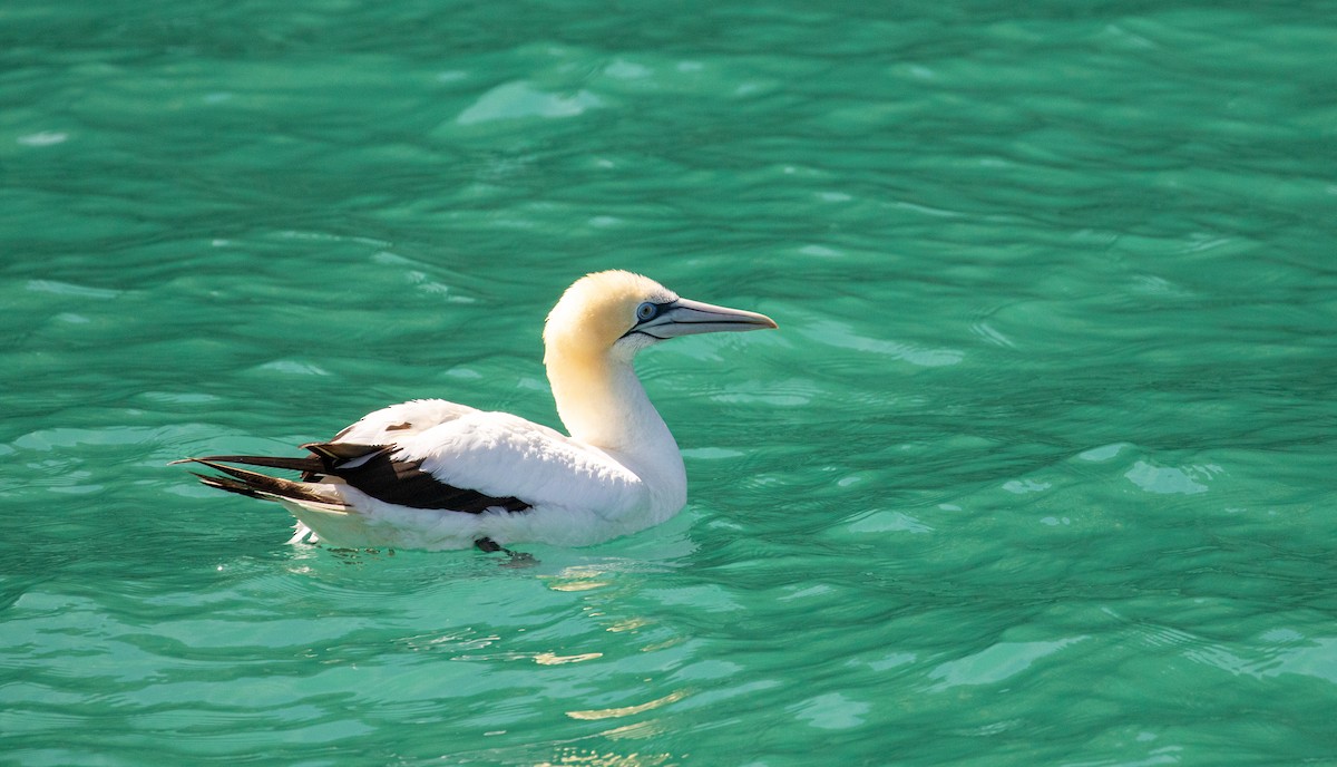 Australasian Gannet - ML621252283