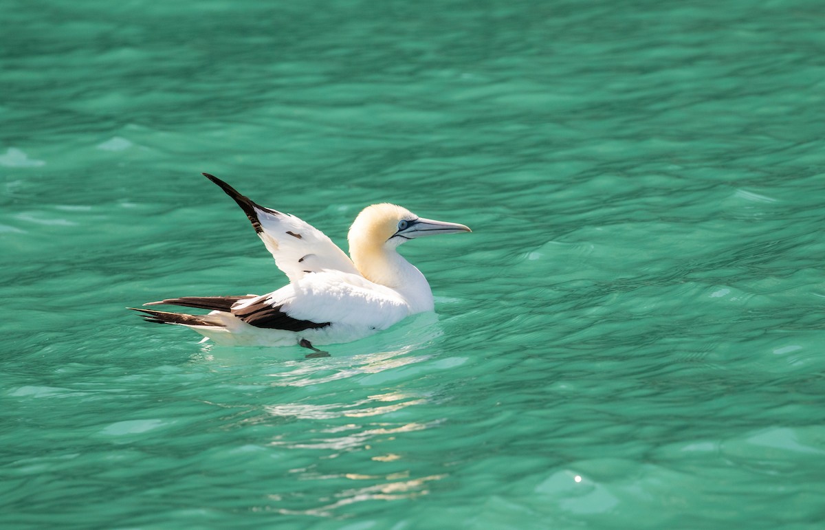 Australasian Gannet - ML621252284