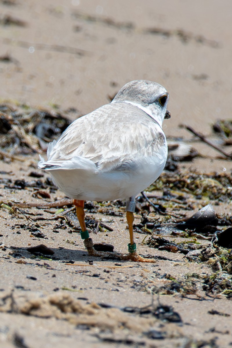 Piping Plover - ML621252289