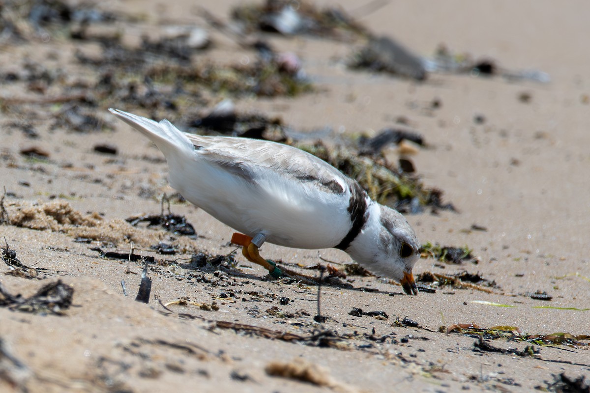 Piping Plover - ML621252290