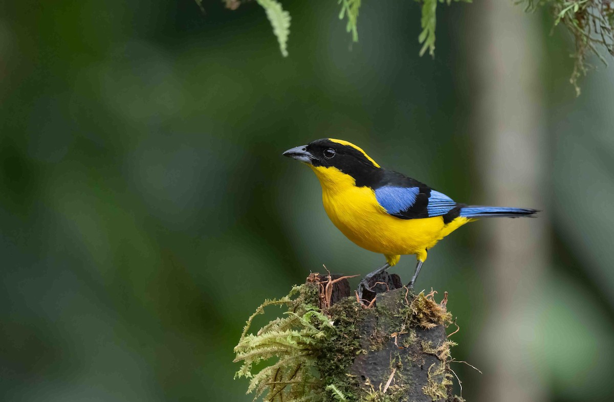 Blue-winged Mountain Tanager - ML621252341