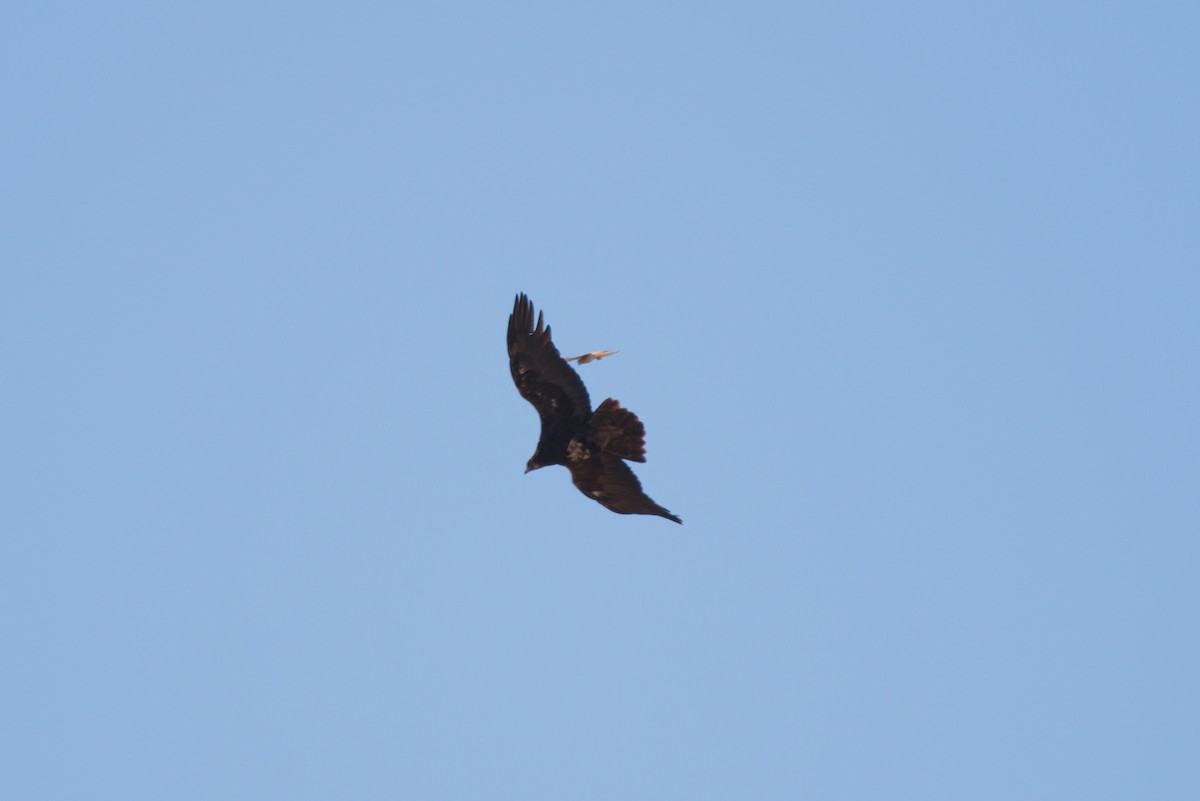 American Kestrel - ML621252350