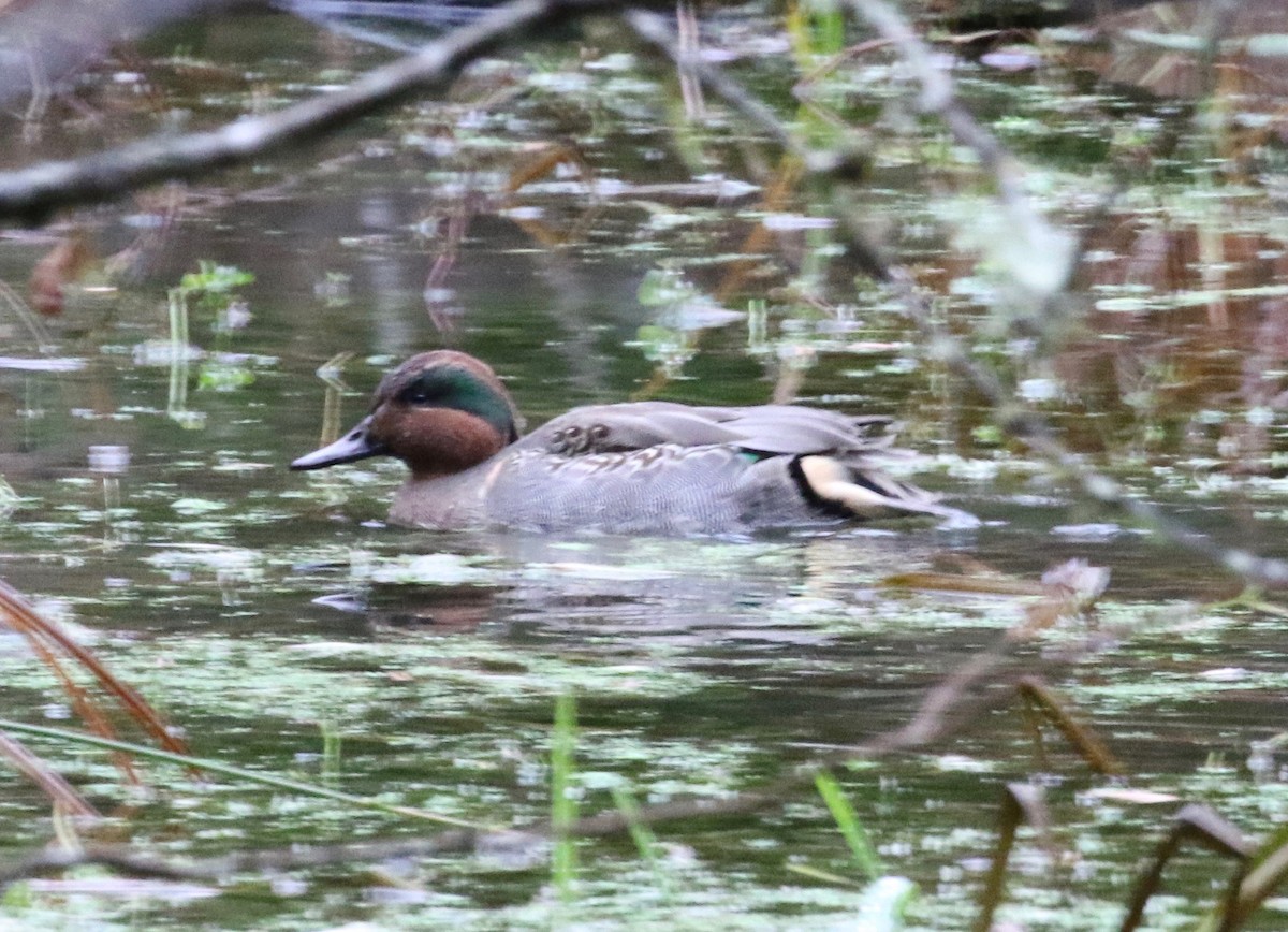 Green-winged Teal - ML621252354