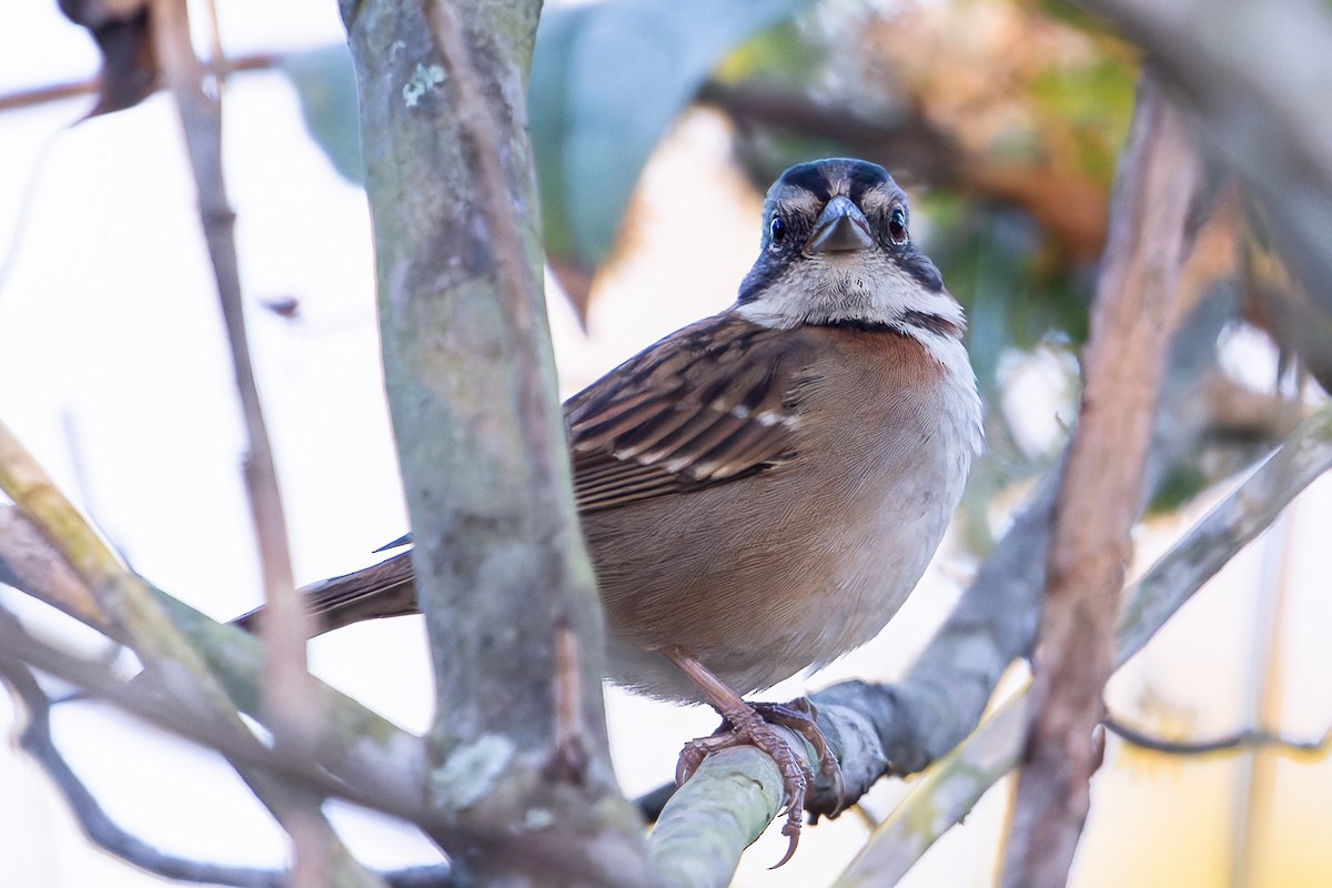 Rufous-collared Sparrow - ML621252356