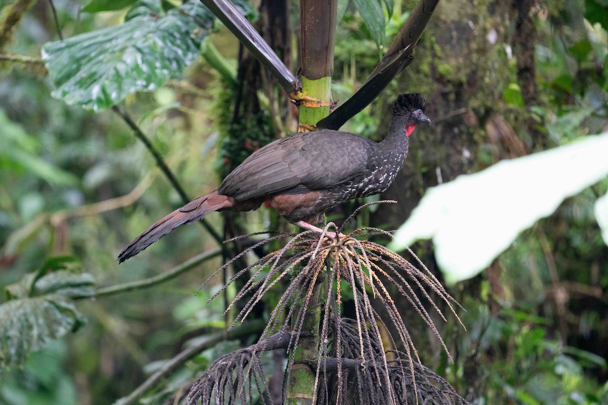 Crested Guan - ML621252361
