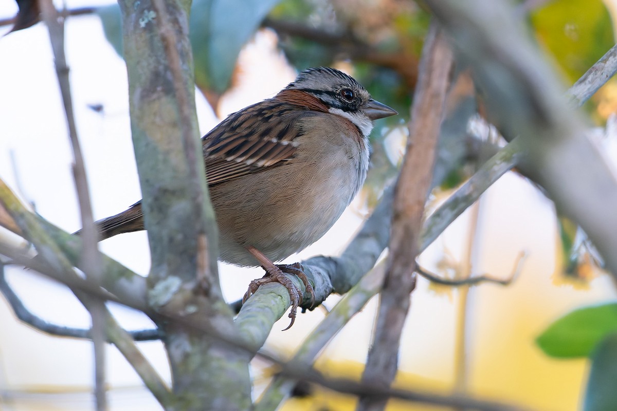 Rufous-collared Sparrow - ML621252362