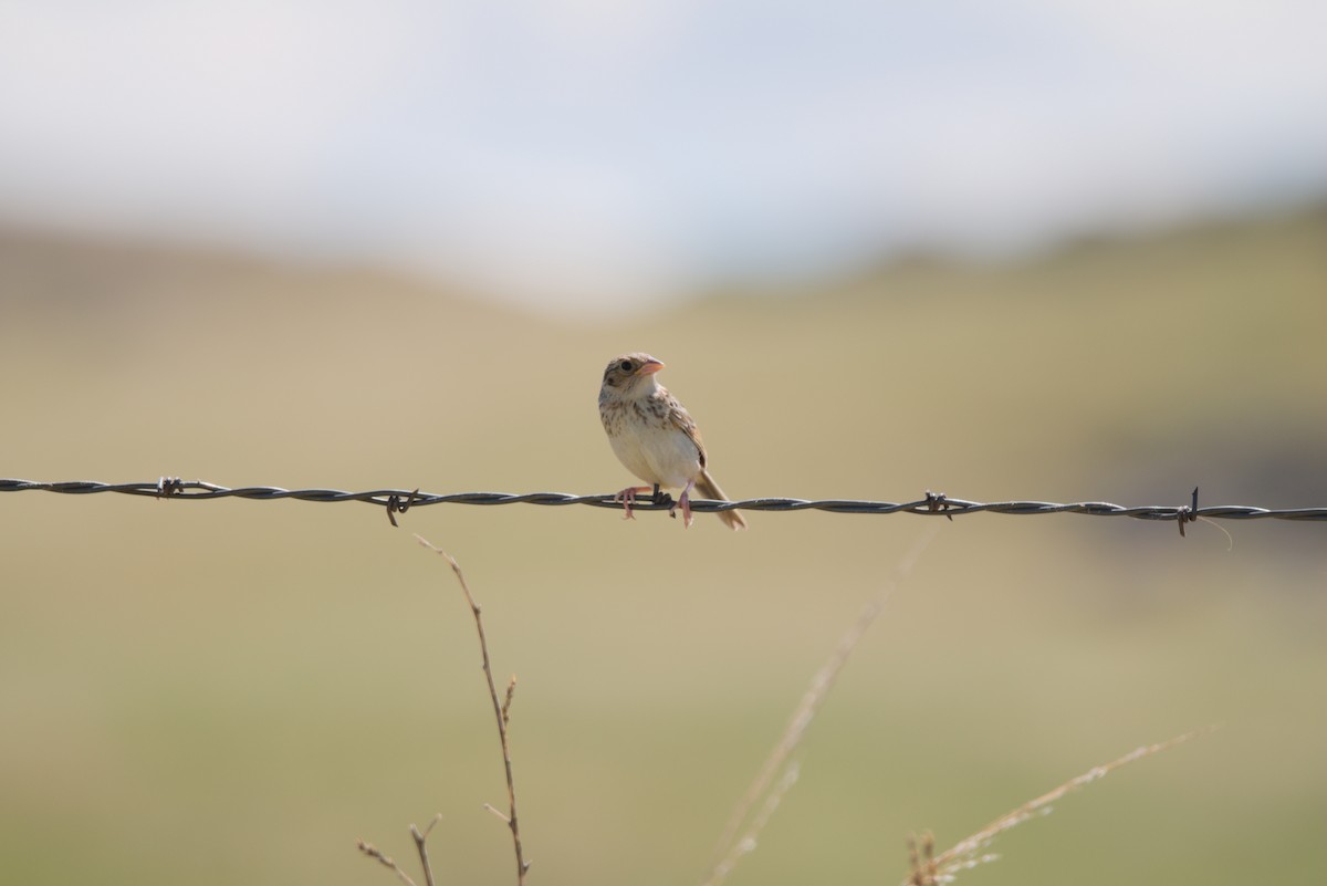 Grasshopper Sparrow - ML621252369