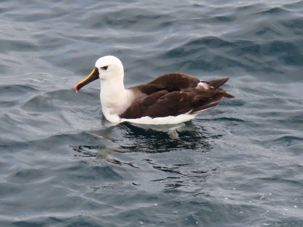 Albatros à nez jaune - ML621252376