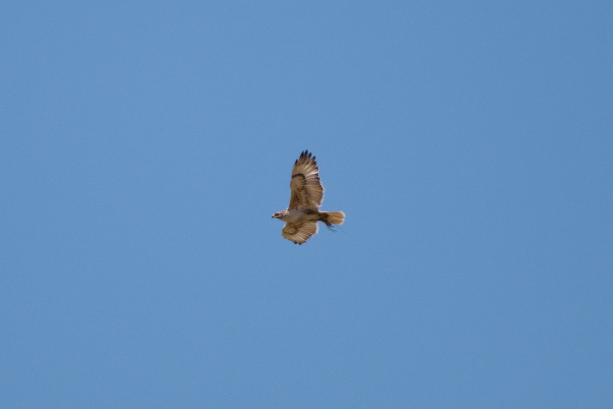 Ferruginous Hawk - ML621252391