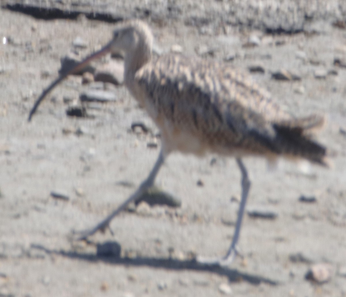 Long-billed Curlew - ML621252395