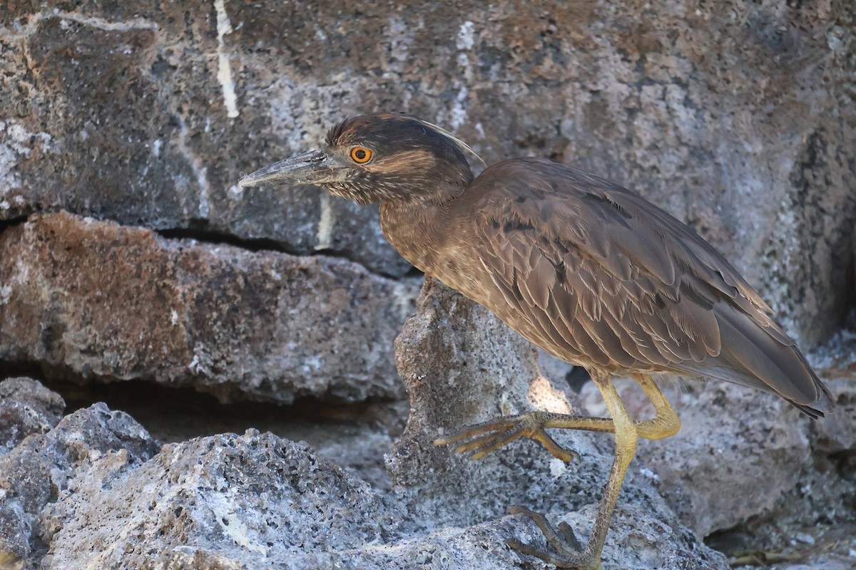 Yellow-crowned Night Heron (Galapagos) - ML621252435