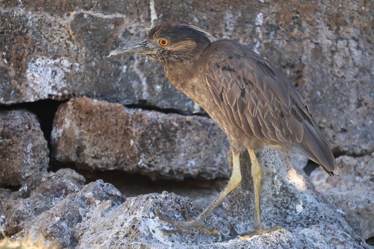 Yellow-crowned Night Heron (Galapagos) - ML621252436