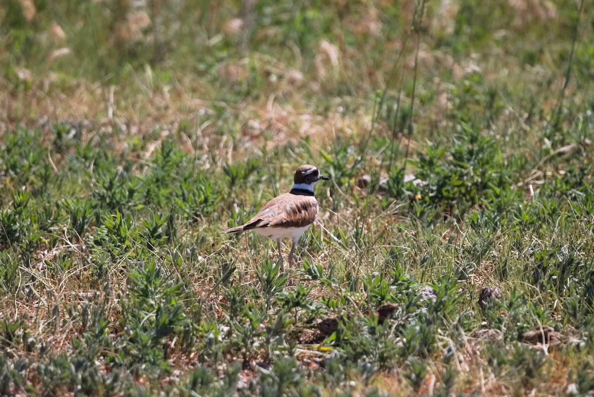 Killdeer - ML621252509