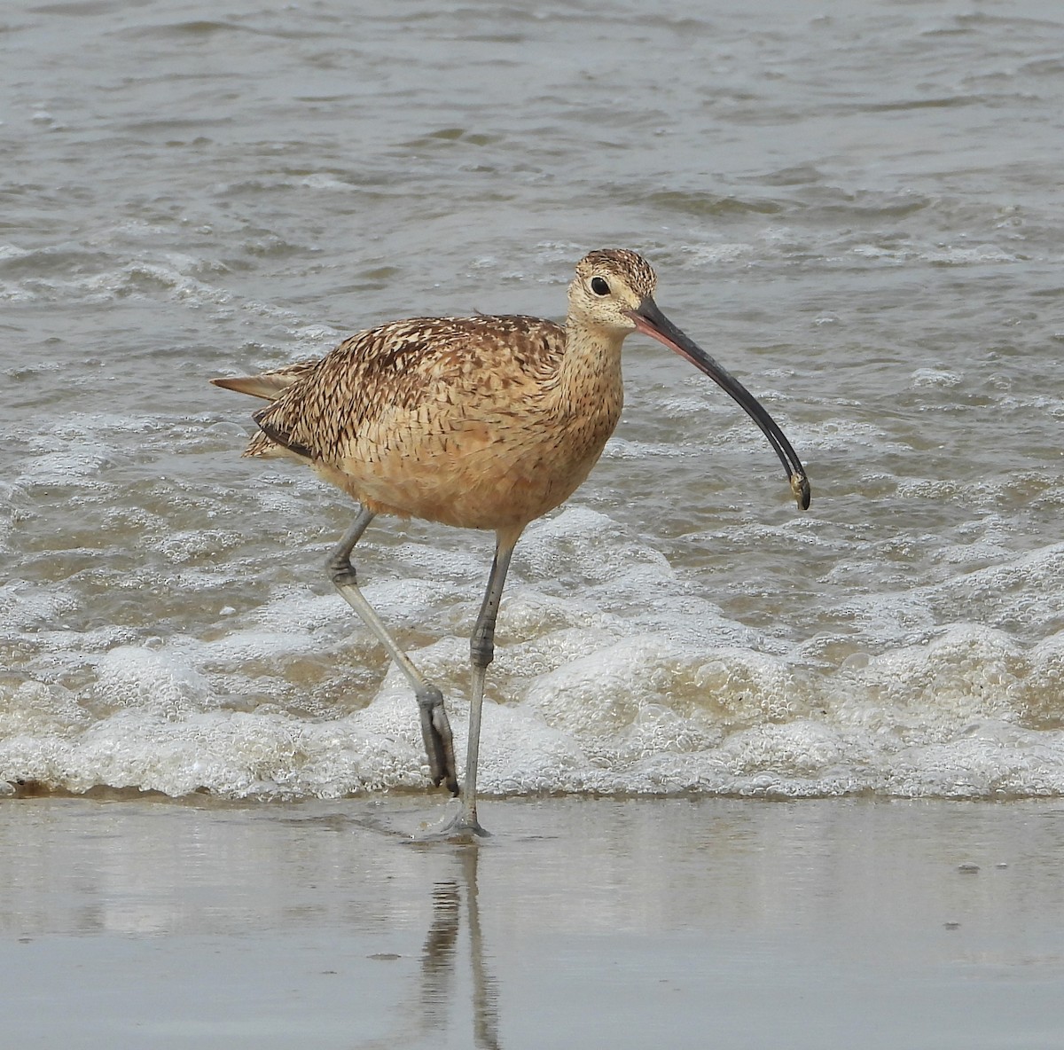 Long-billed Curlew - ML621252510