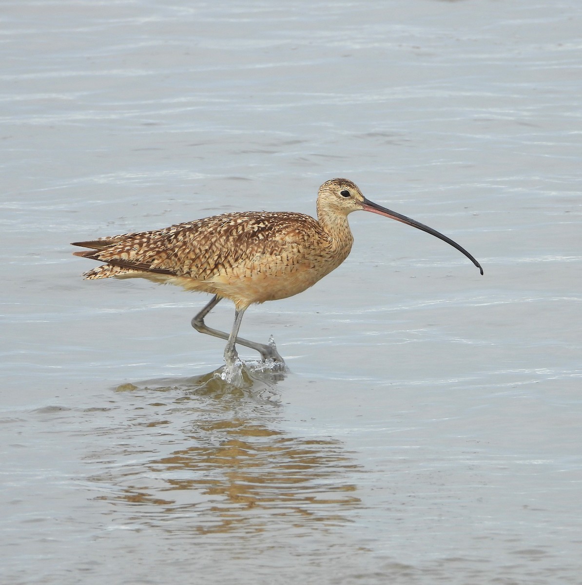 Long-billed Curlew - ML621252511