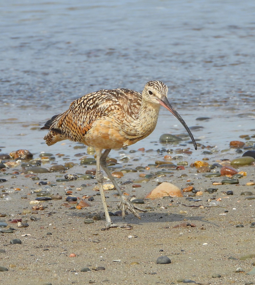 Long-billed Curlew - ML621252512