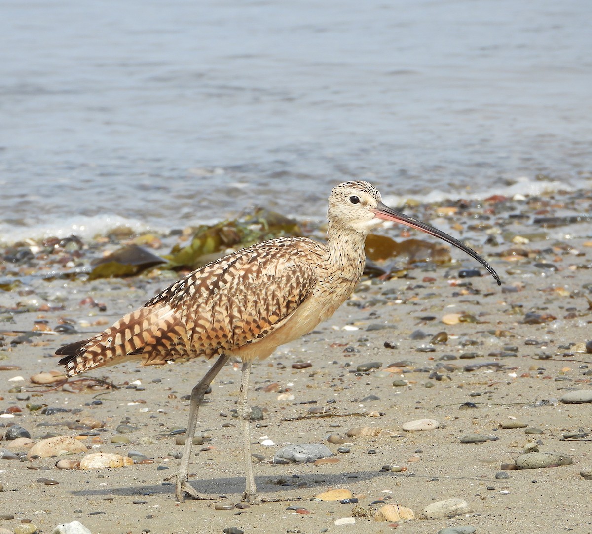 Long-billed Curlew - ML621252513