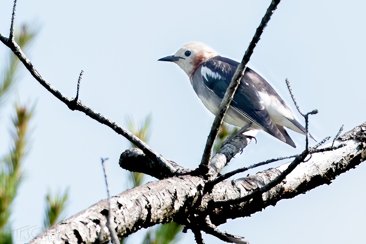 Chestnut-cheeked Starling - ML621252520