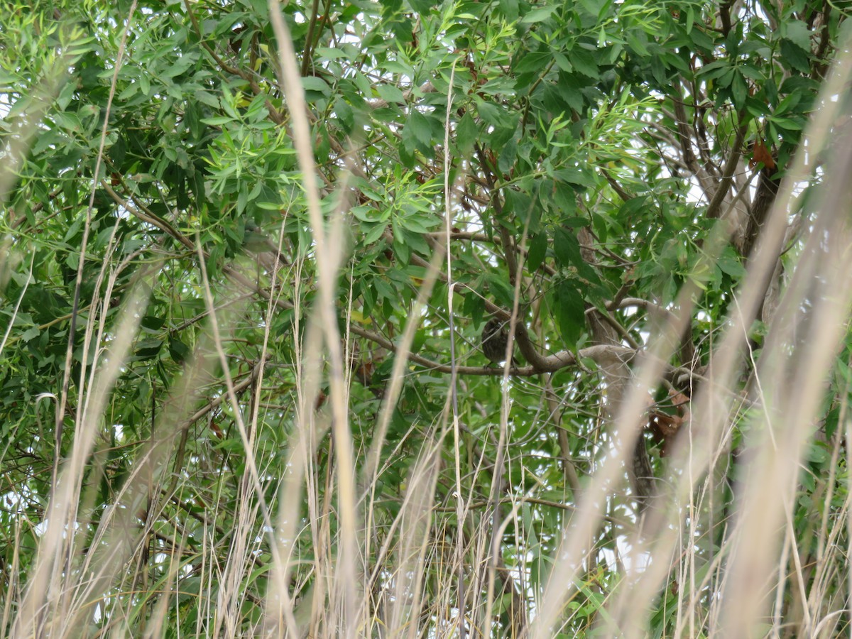 Приморская овсянка-барсучок - ML621252523