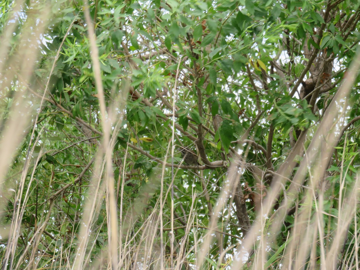 Приморская овсянка-барсучок - ML621252525