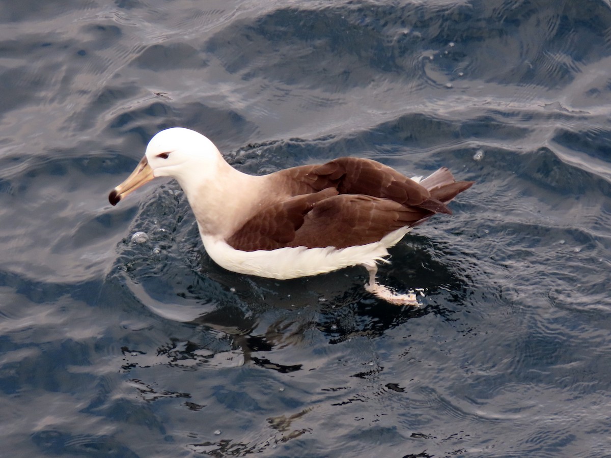 Albatros à sourcils noirs - ML621252547