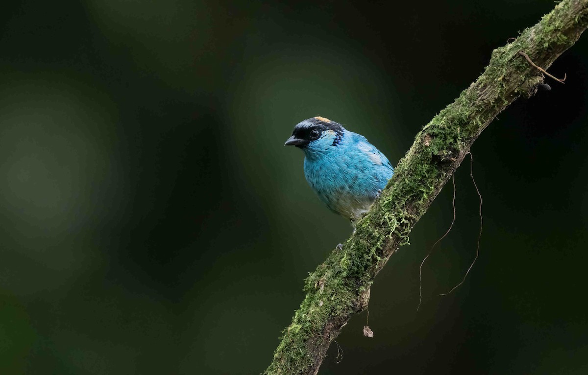 Golden-naped Tanager - ML621252577