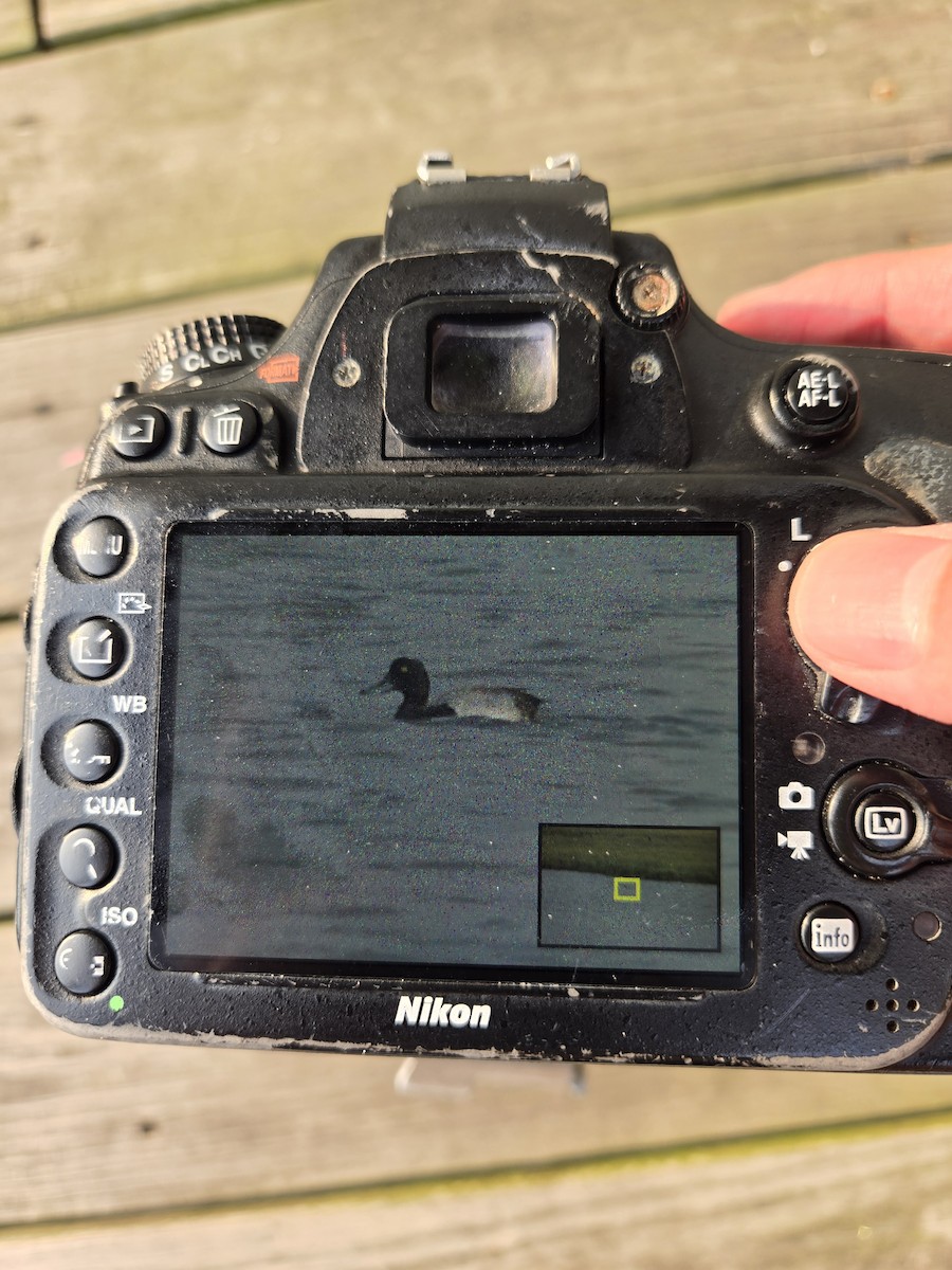 polák kaholka - ML621252661