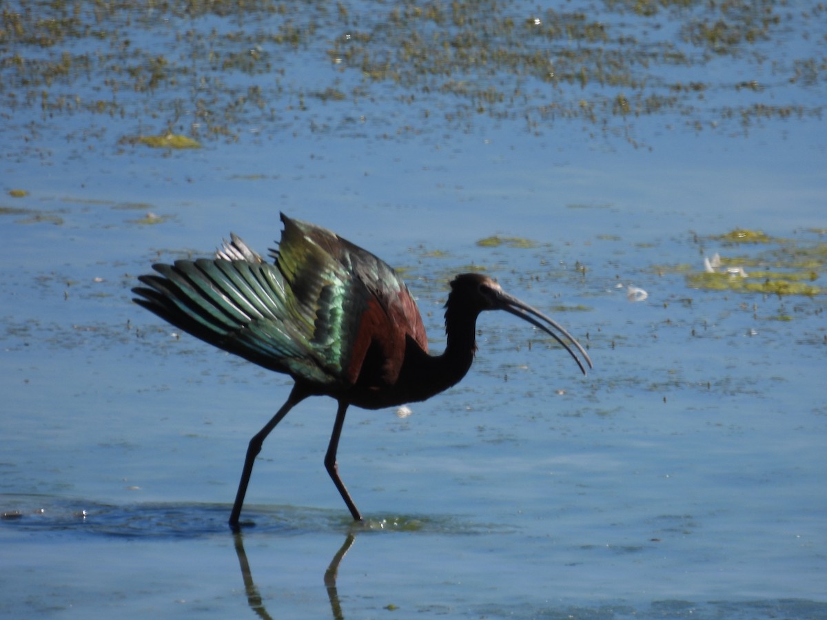 ibis americký - ML621252662