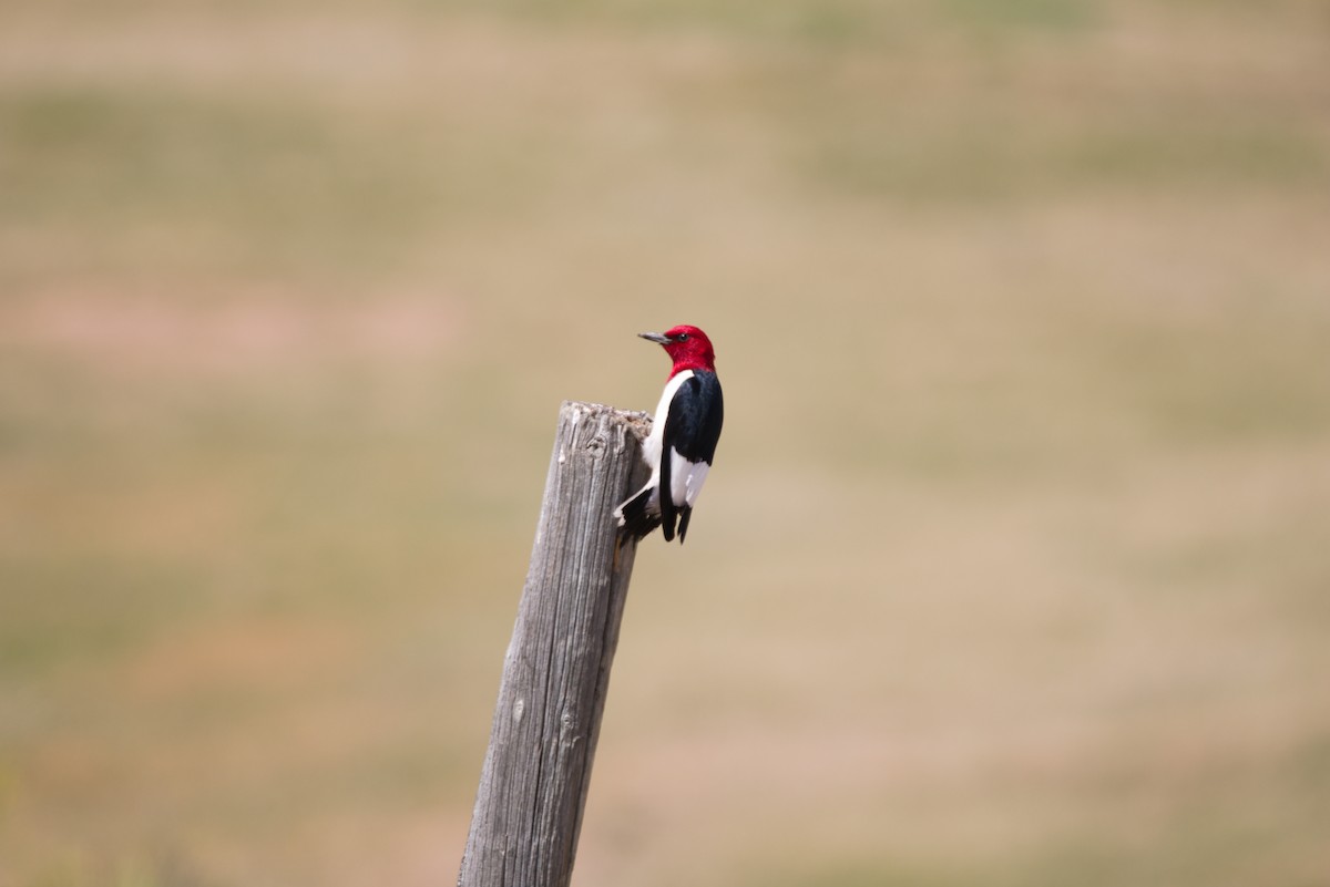 Red-headed Woodpecker - ML621252677