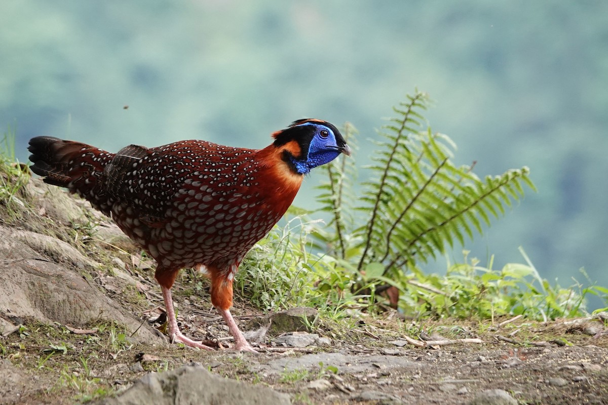 Temminck's Tragopan - ML621252739