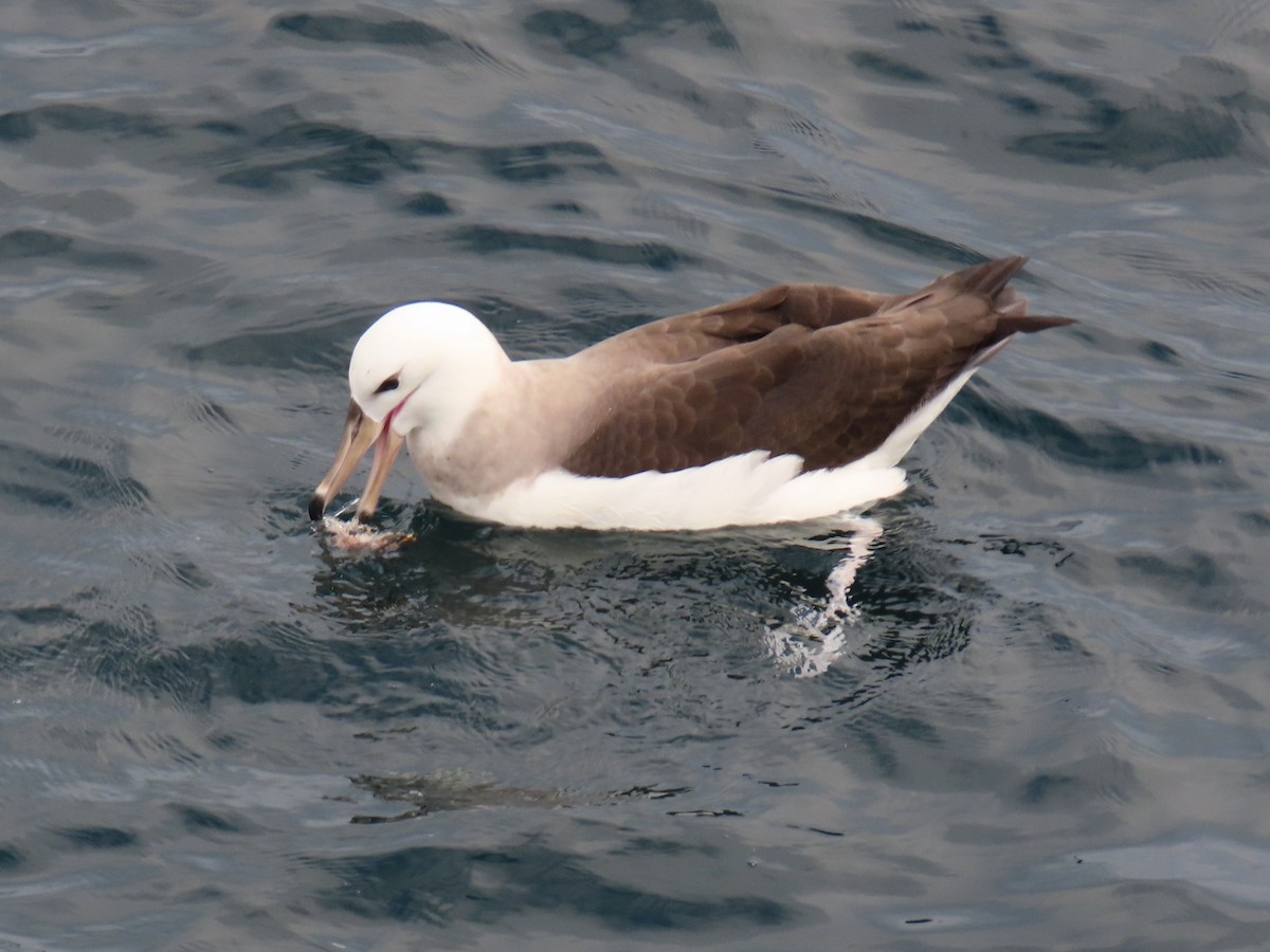 Чернобровый альбатрос - ML621252780