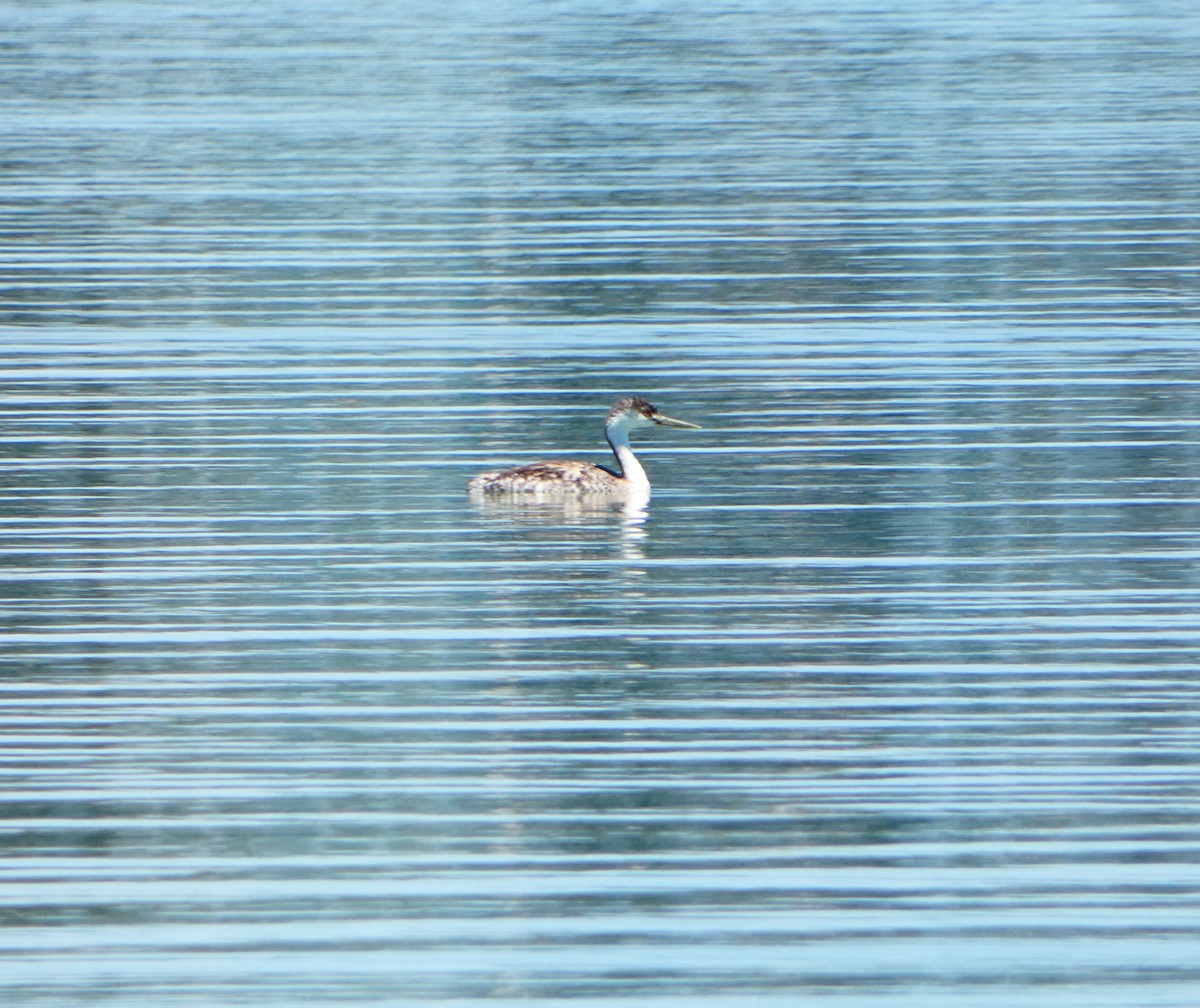 Western Grebe - Neita El-Arab