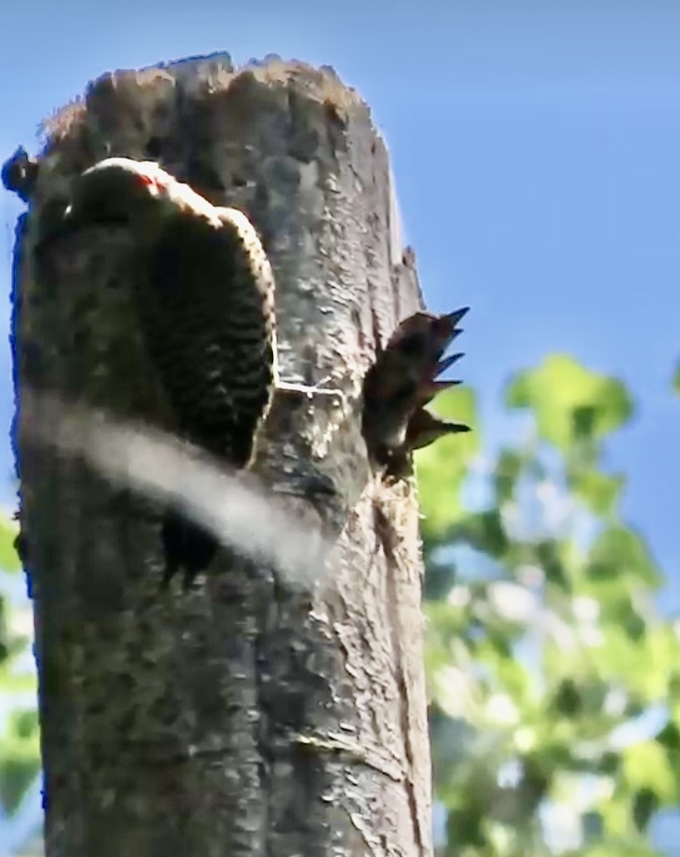 Northern Flicker - ML621252805