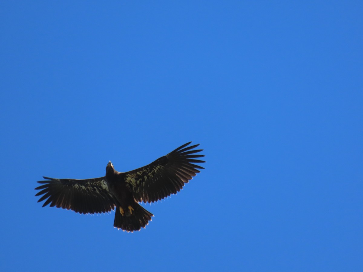 Bald Eagle - ML621252832