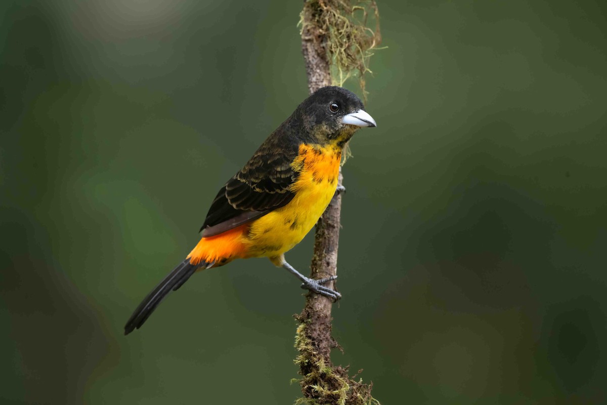Flame-rumped Tanager - ML621252847