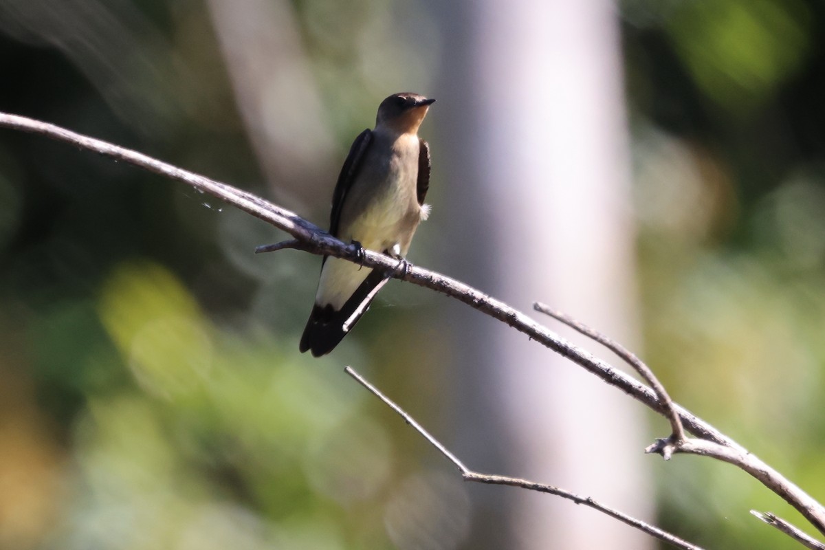 Southern Rough-winged Swallow - ML621252866
