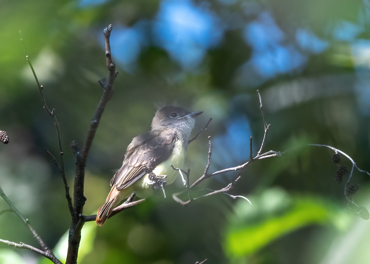Great Crested Flycatcher - ML621252870