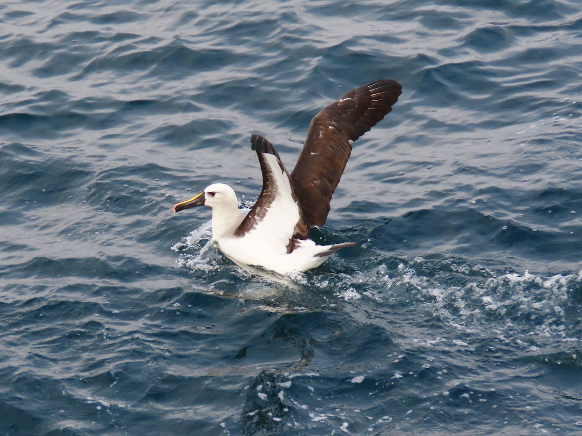 albatros pestrozobý - ML621252872