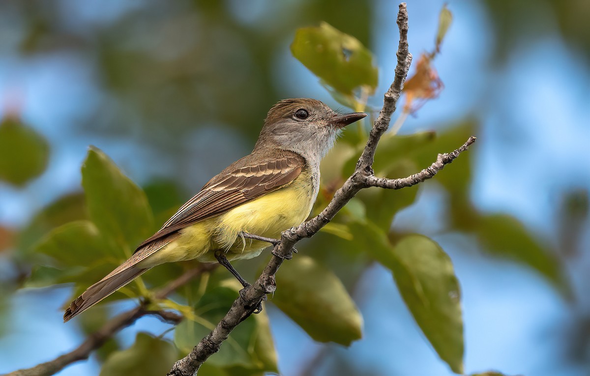 Great Crested Flycatcher - ML621252879
