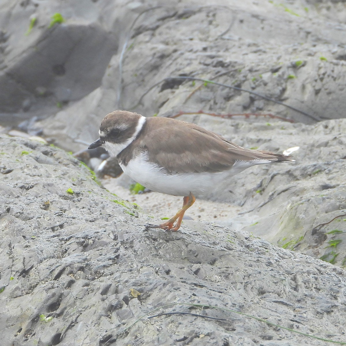 Semipalmated Plover - ML621252880