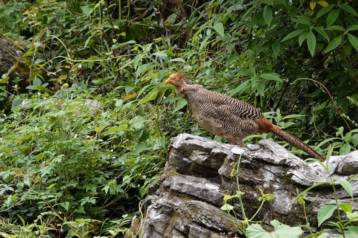 Golden Pheasant - ML621252920